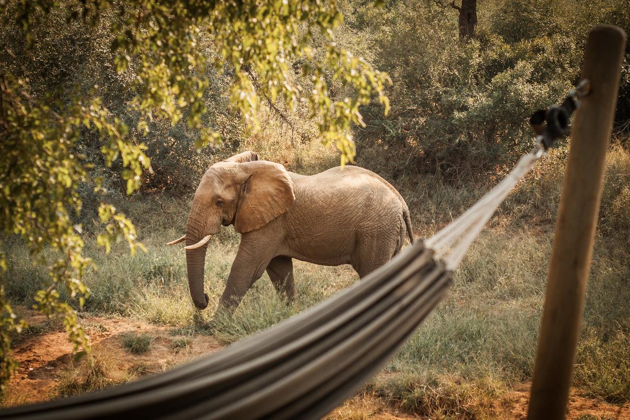 Garonga Safari Camp Villa Makalali Game Reserve Esterno foto