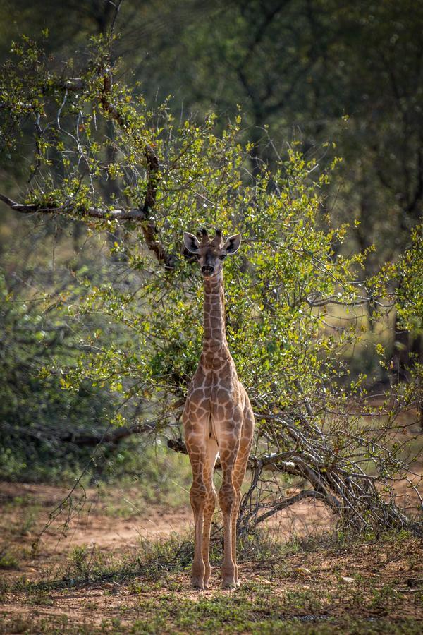 Garonga Safari Camp Villa Makalali Game Reserve Esterno foto