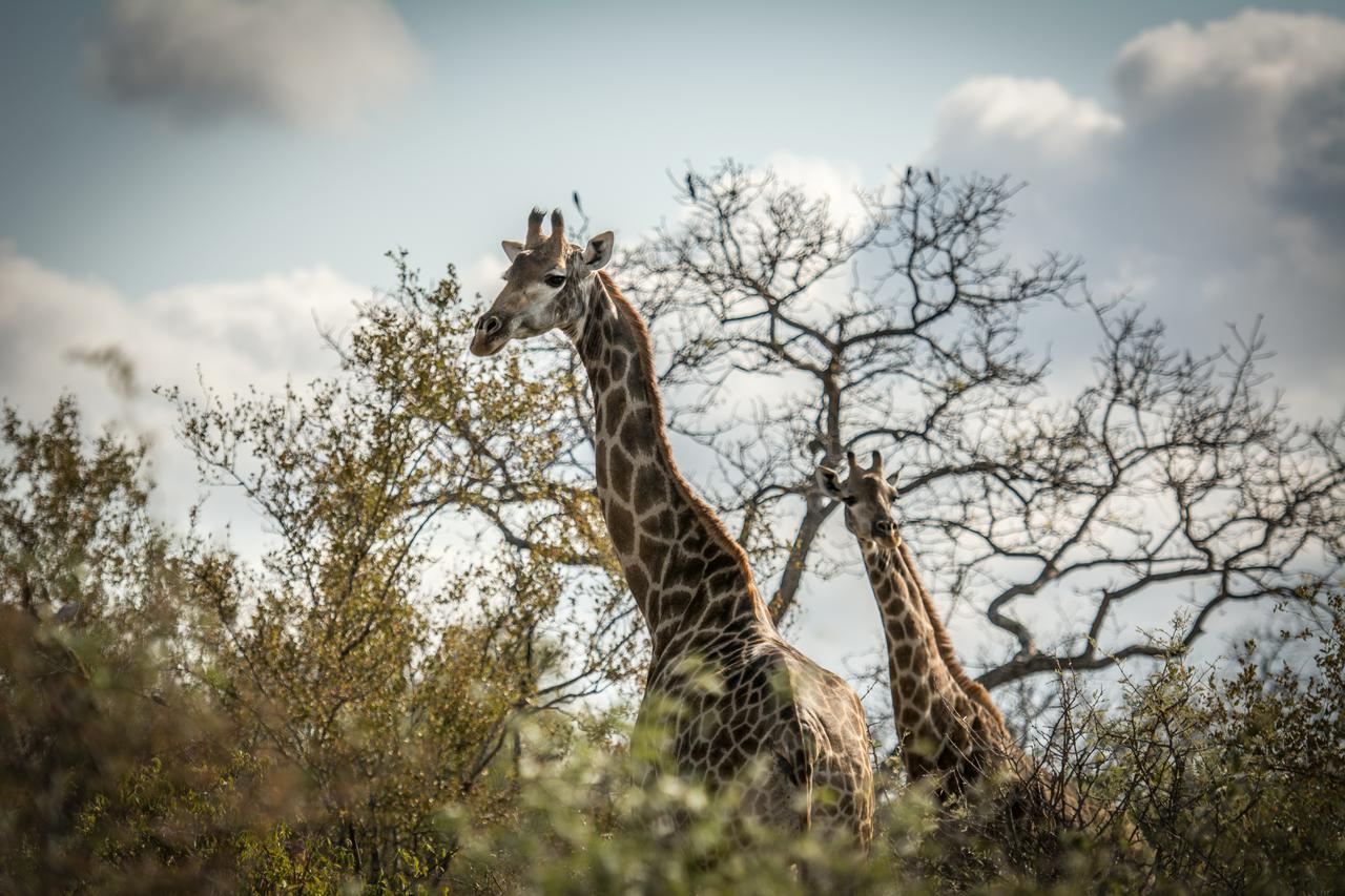 Garonga Safari Camp Villa Makalali Game Reserve Esterno foto