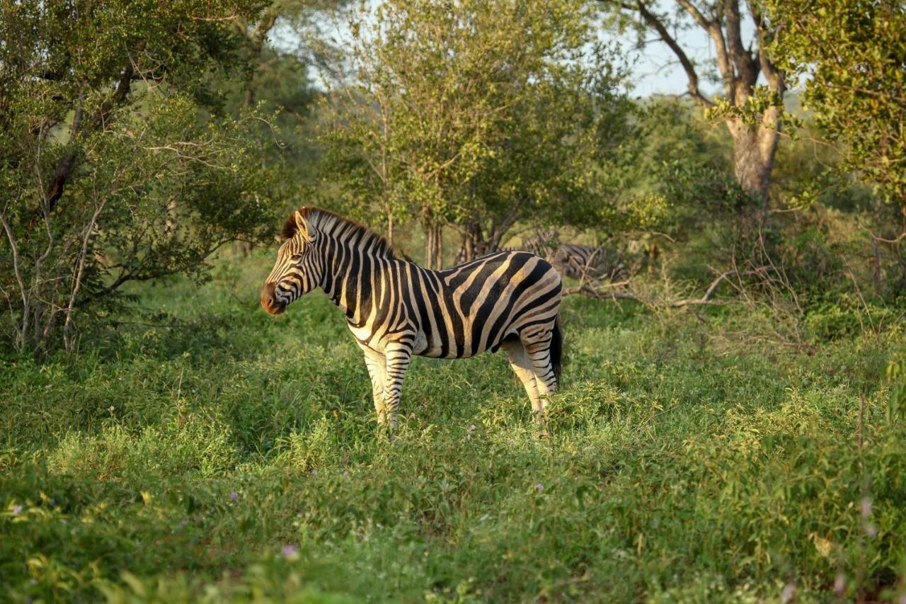 Garonga Safari Camp Villa Makalali Game Reserve Esterno foto