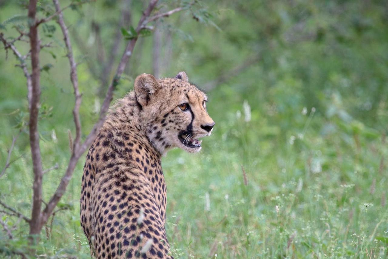 Garonga Safari Camp Villa Makalali Game Reserve Esterno foto