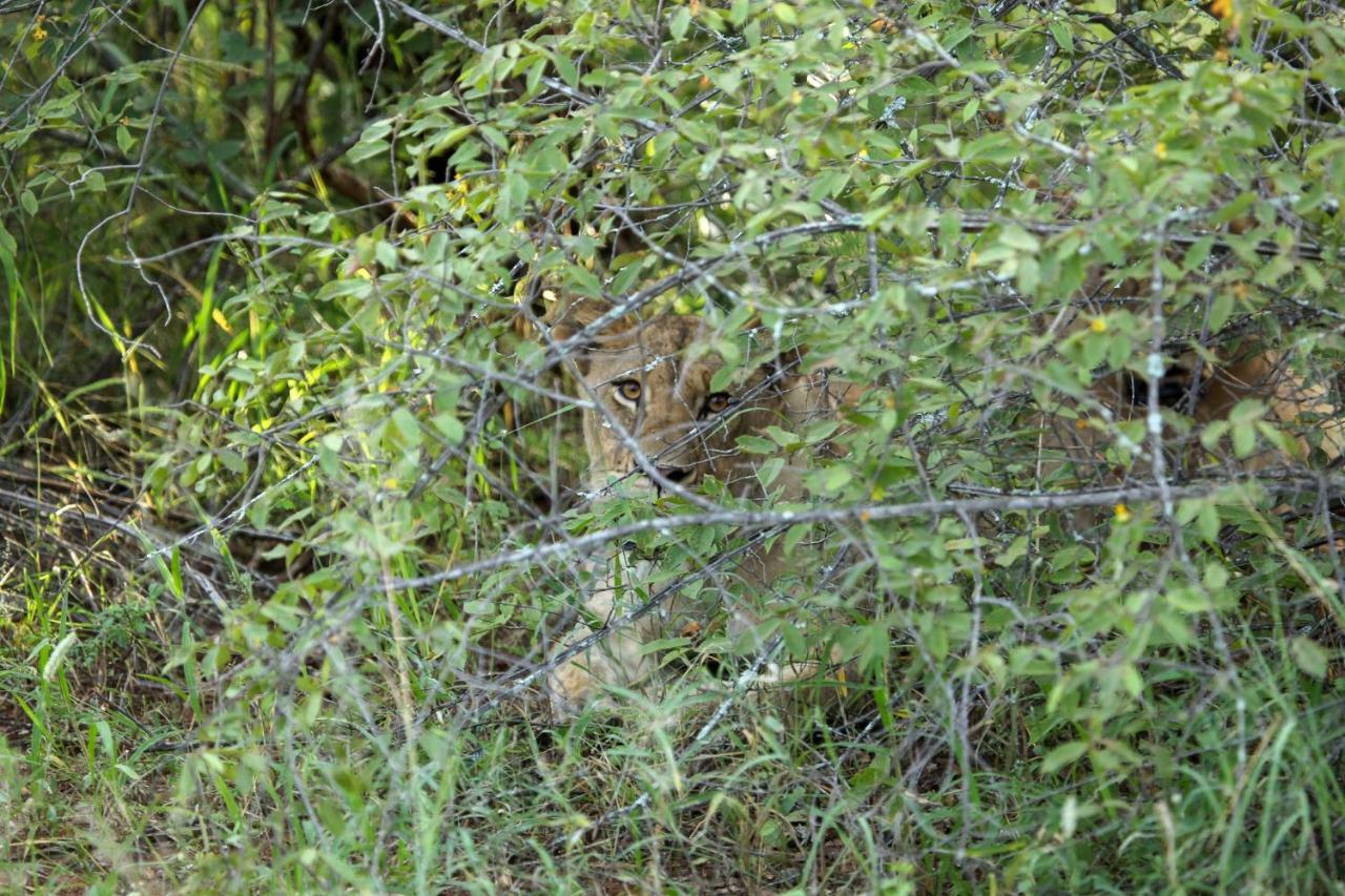 Garonga Safari Camp Villa Makalali Game Reserve Esterno foto