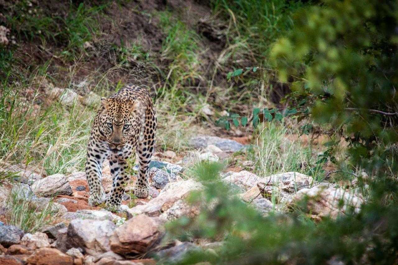 Garonga Safari Camp Villa Makalali Game Reserve Esterno foto