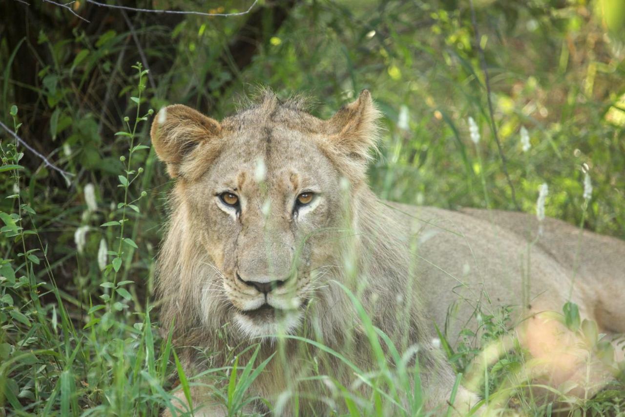 Garonga Safari Camp Villa Makalali Game Reserve Esterno foto