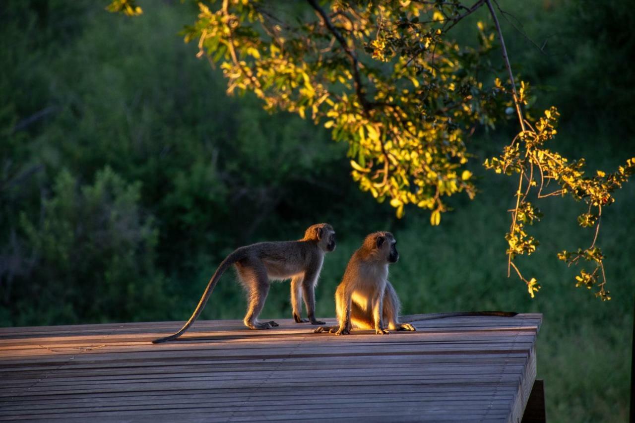 Garonga Safari Camp Villa Makalali Game Reserve Esterno foto